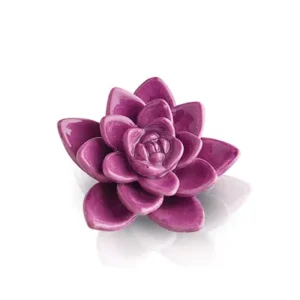 Get Growing (succulent)