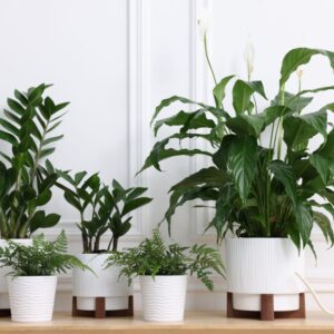 Plants