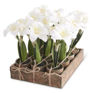 Potted White Amaryllis Potted